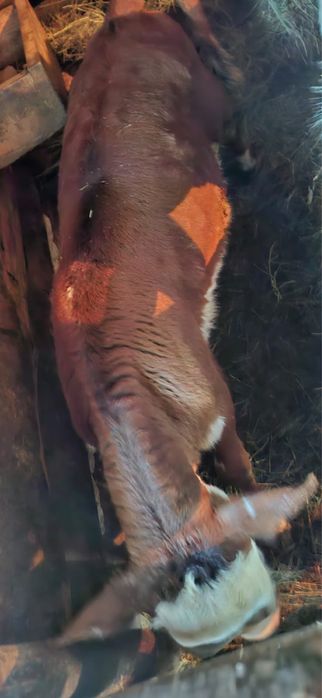 Обменяю тёлочку 1,5 месяца ей, обмен на бычка.