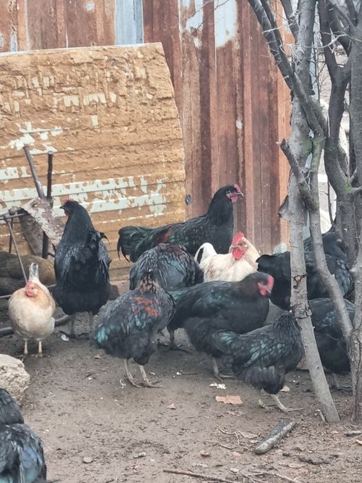 Продам курей, петухов