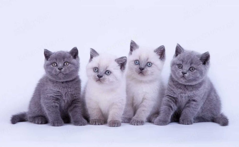 Британски Късокосмести котета - лицензиран развъдник