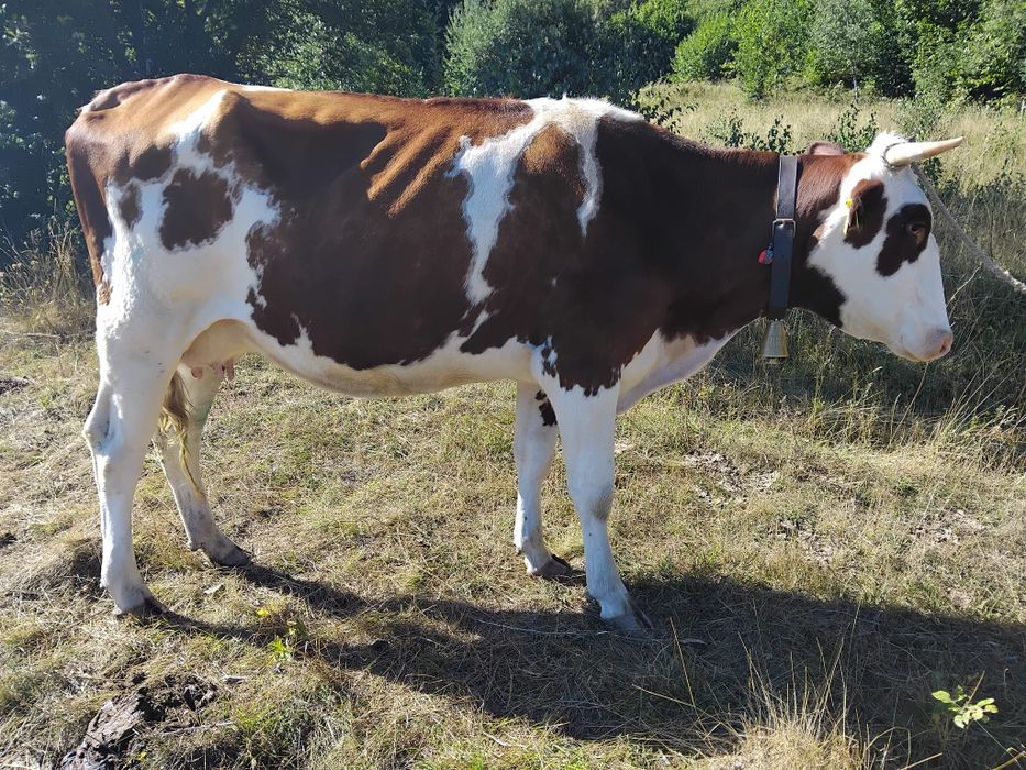 Vand vaca buna de lapte