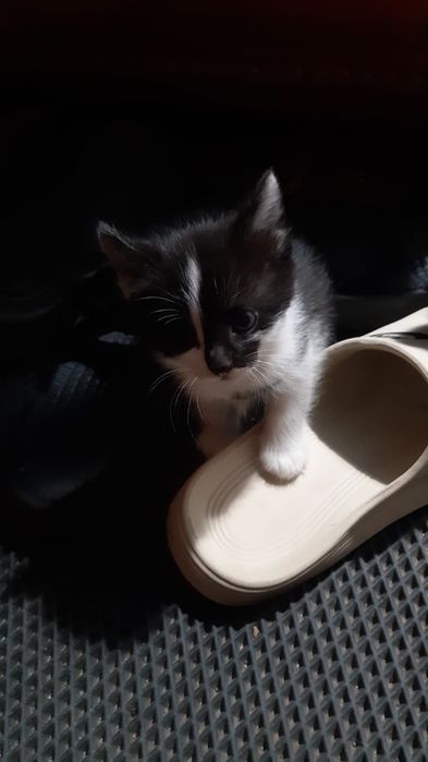 Милые веселые котята