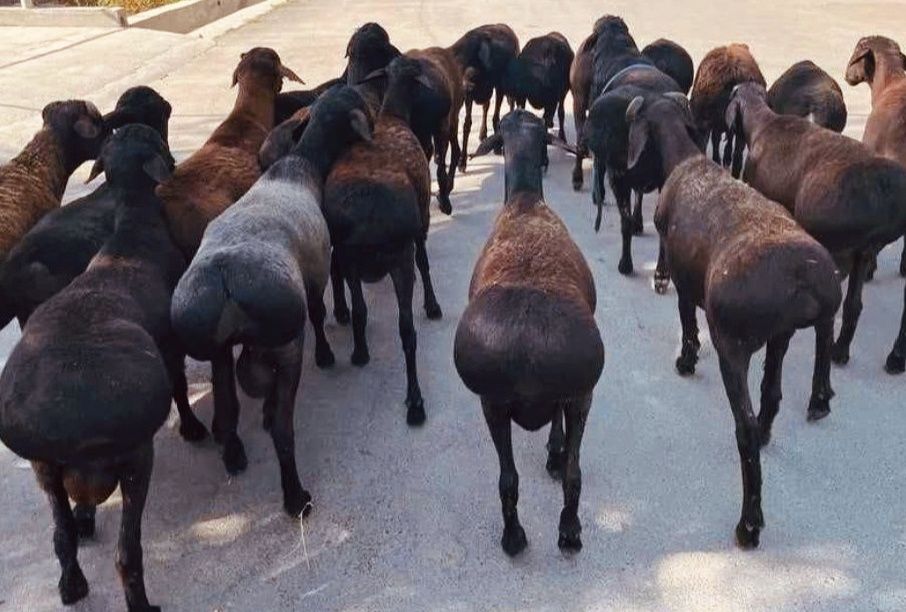 Qassob xizmati qo'chqorlar bor,Kafolat b.n,dastafka so'yib berilish