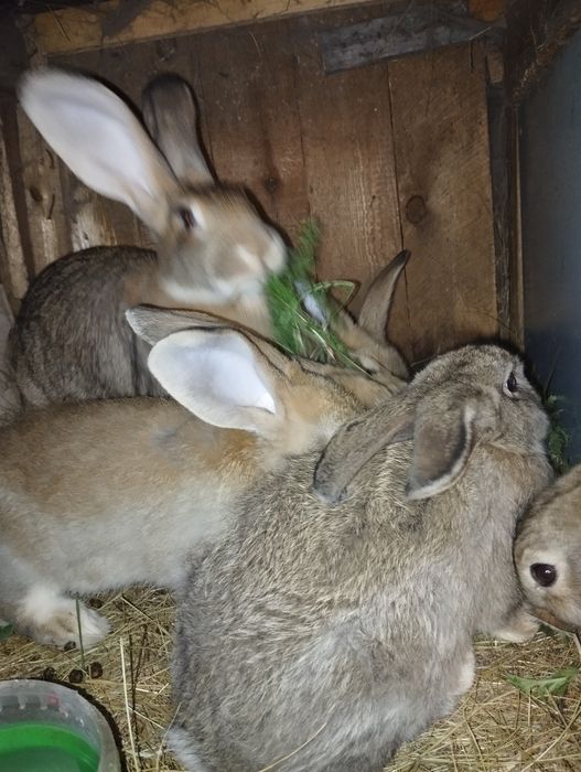 Крольчата двухмесячные