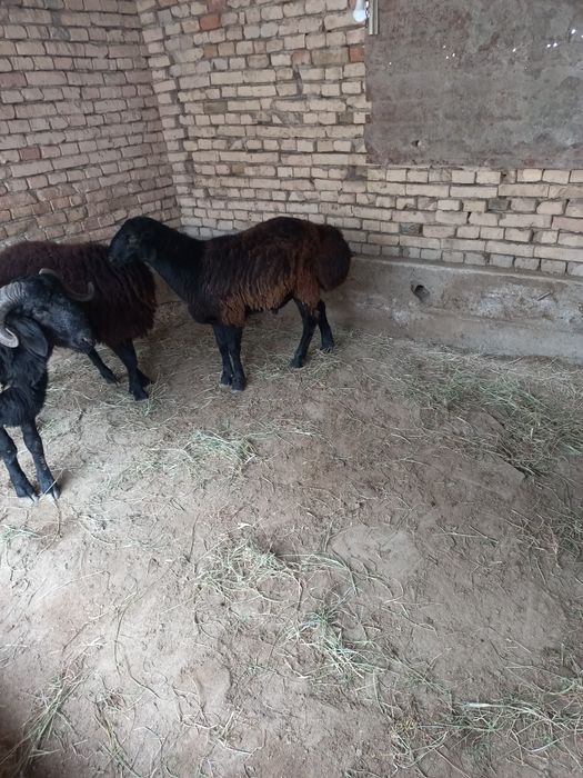 Tагал барралар  сотимади