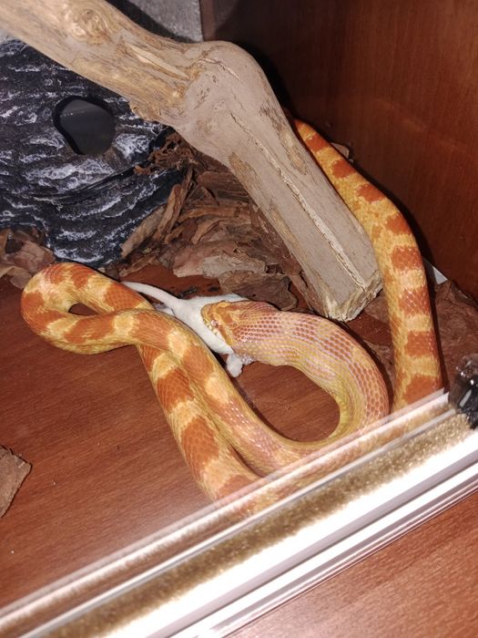 Маисовый полоз с террариумом,самец