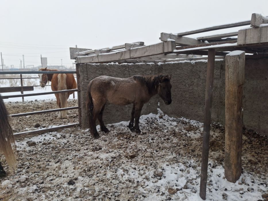 Продам лошадей. Кобылы.