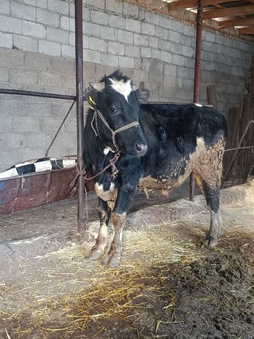 Буқа сатылады аа