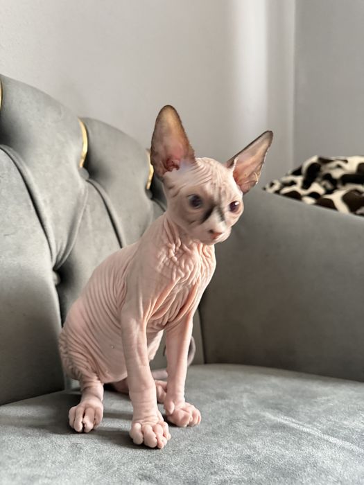 Pui Sphynx Baiat