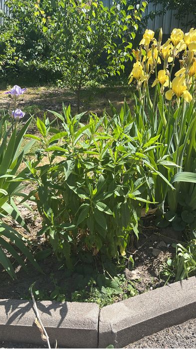 Флоксы многолетние