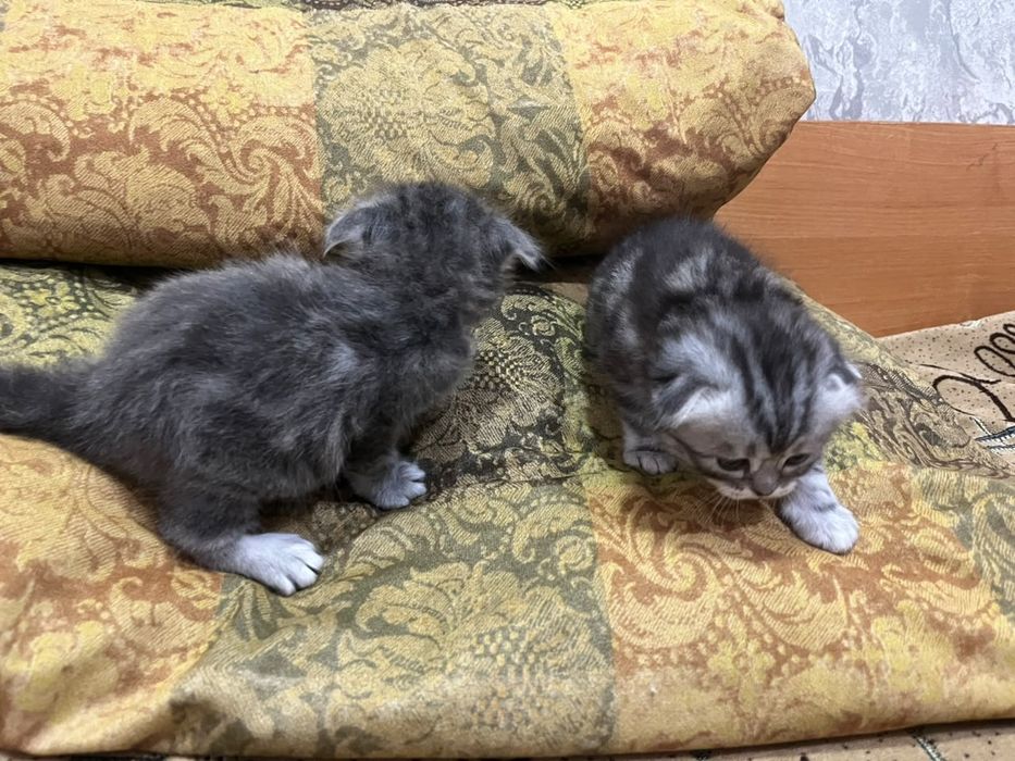Шотландские котята