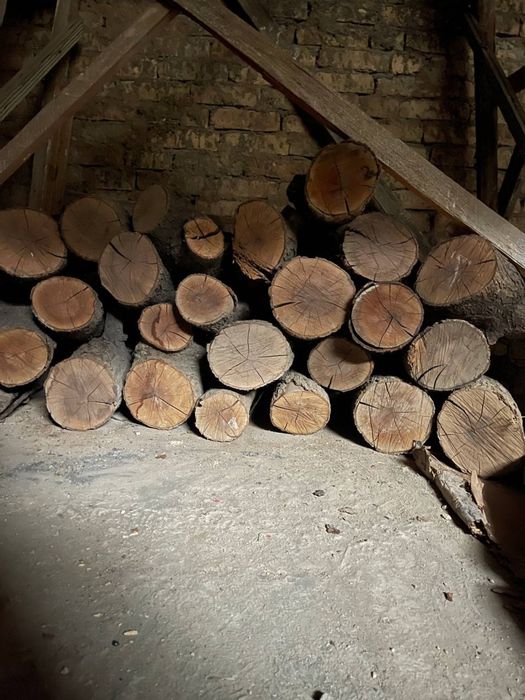 Otin qurut gilos darahtki