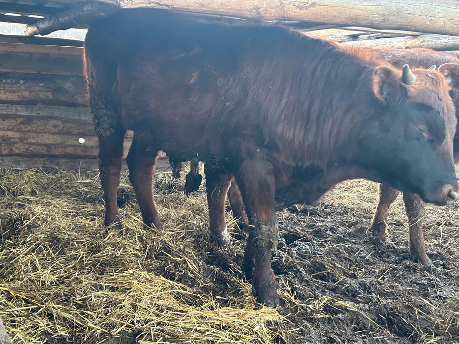 Продам КРС молодняк