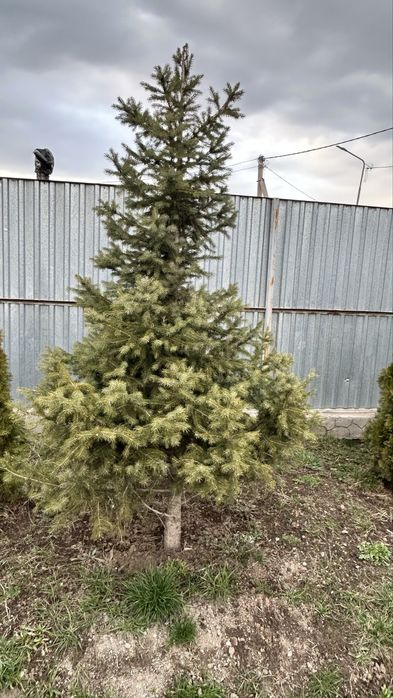 Ель,  Туя, Шырша,  Елка.