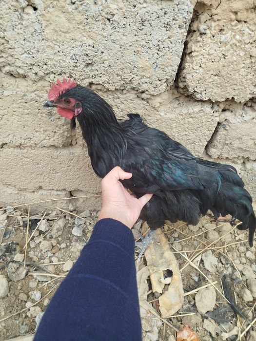 Jersi gigant horozlari