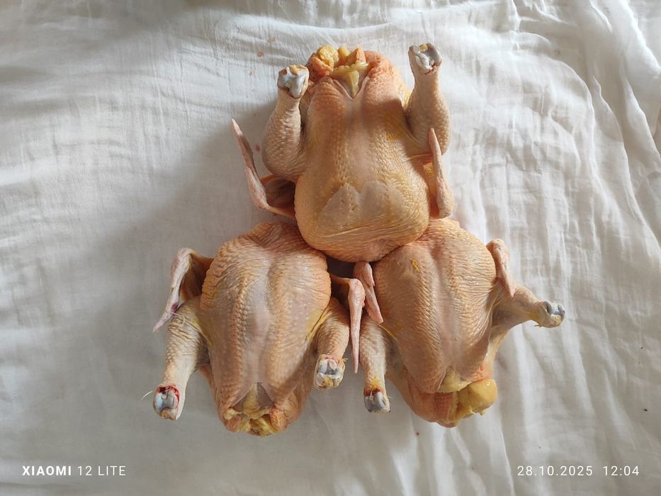 Домашние курицы бролеры