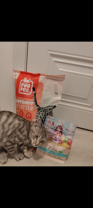 Отдаю кота бесплатно