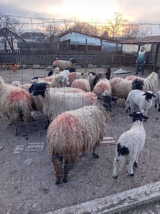 De vanzare 13 oi   fatate cu un miel fiecare