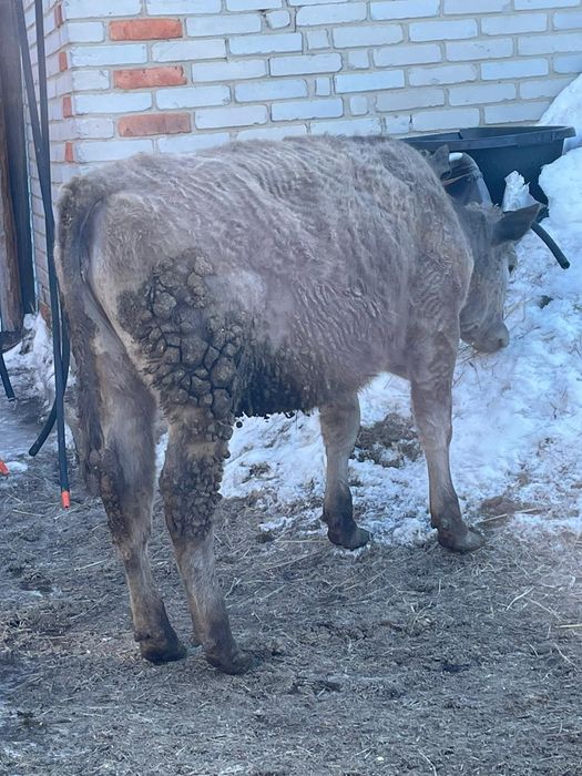 Семиз кашарлар,,