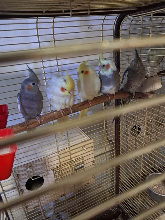 Продам птенцов карелл.жёлтые 20000тен.серые15000тен