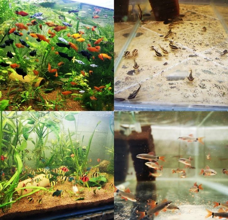 Vietăți              .