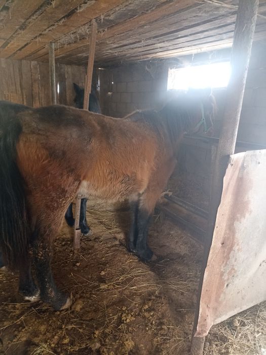 Продам лошадей ...