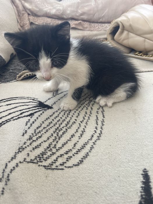 Pisicuta petntru adoptie