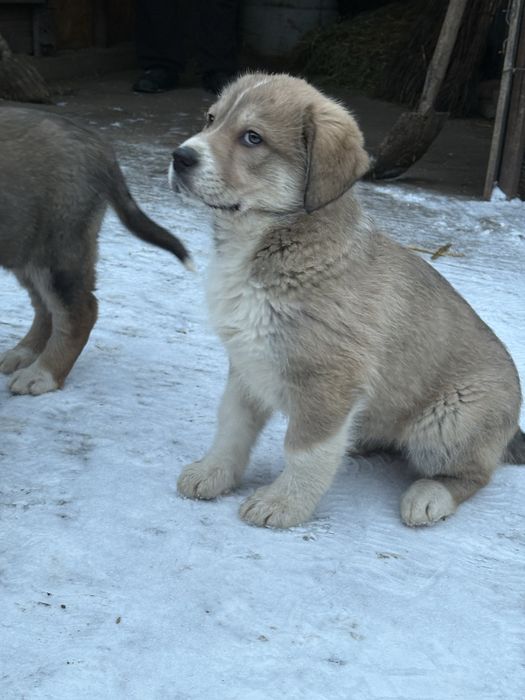 Donez catelusi de talie mare suberbi . Seriozitate