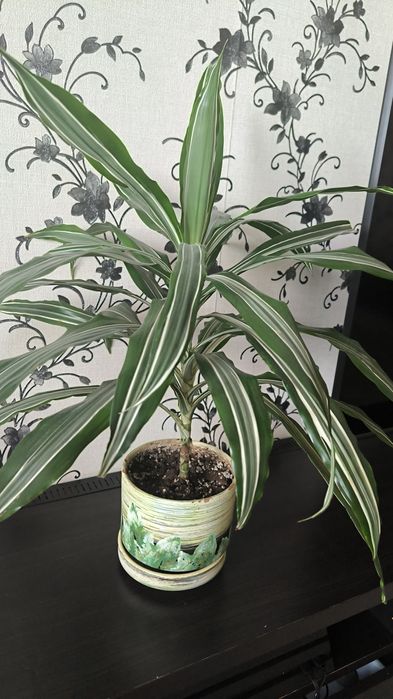 Драцена в керамическом горшке