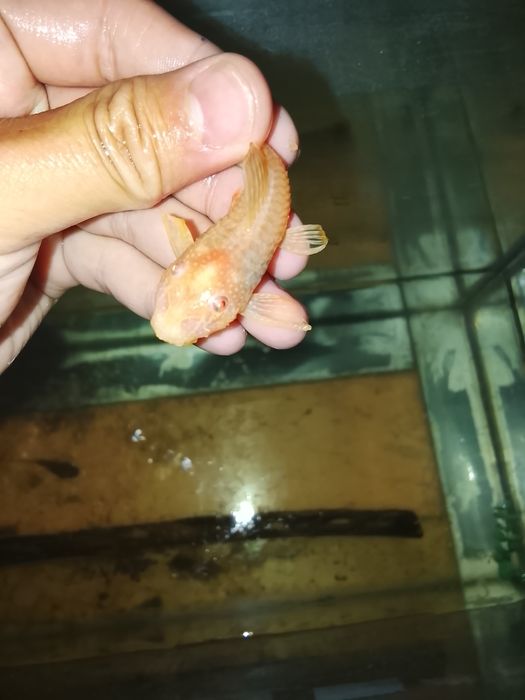 Аквариум сатылады