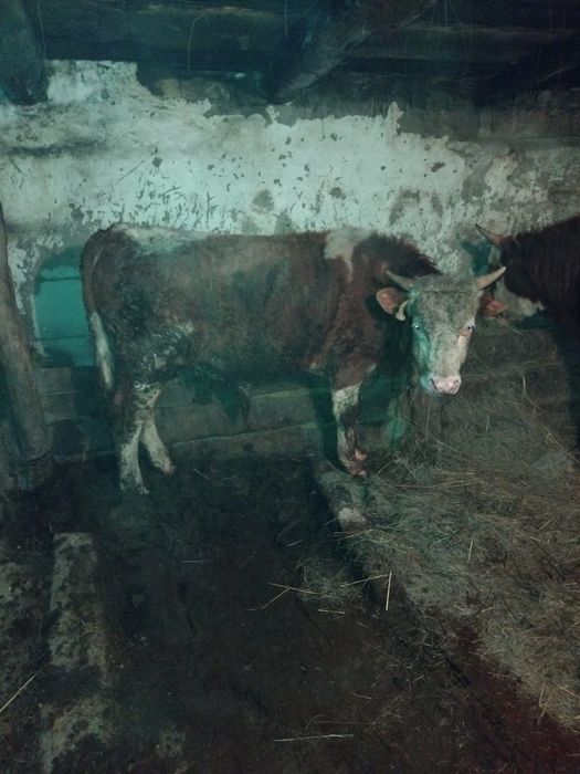 Бычки на откорме