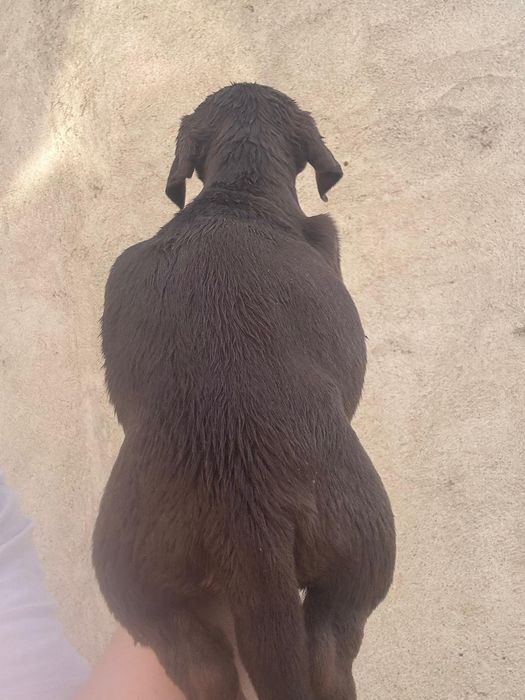 Teckel Ciocolata cu ochi verzi