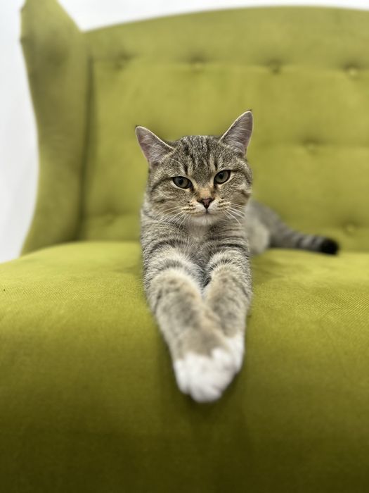 Котик молодой ласковый