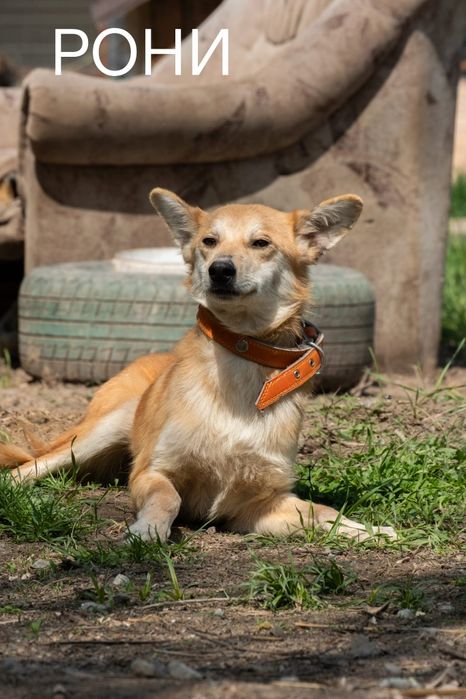 Собачки Компаньоны и звоночки