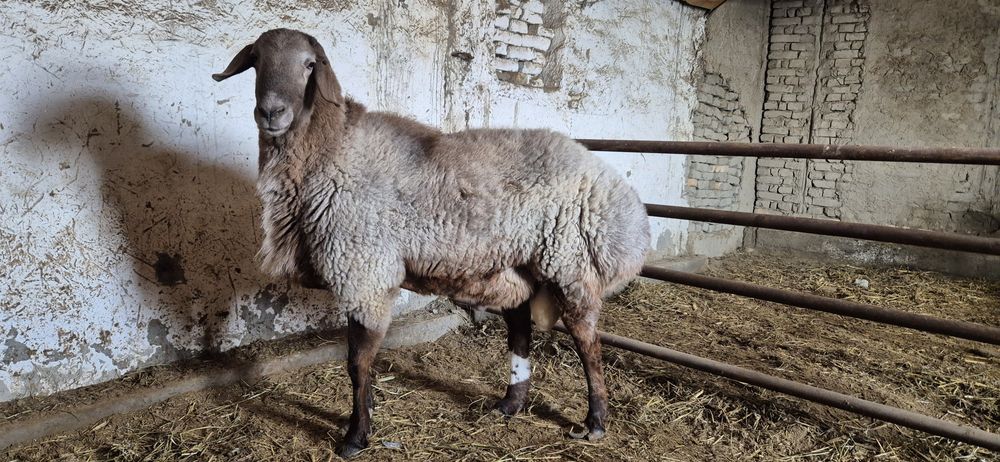 Эдилбайски Кучкой сотилади