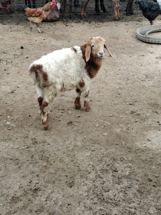 Козылы кой сатылады