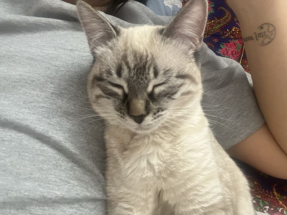 Кошка Санти