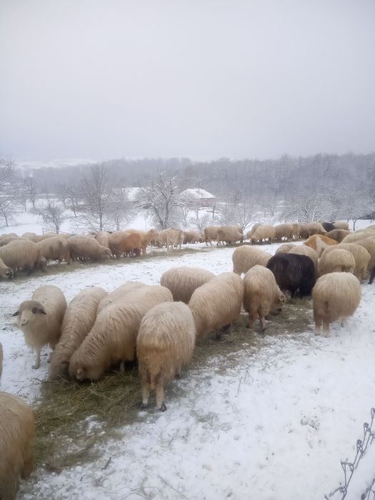 Vând 5 oi tinere.