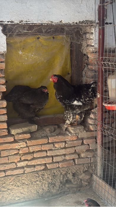 Oua pentru incubat brahma negru