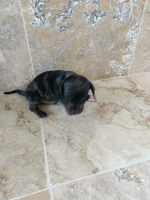 Teckel mini arlechin , tekel mini ochii albastrii , dashund