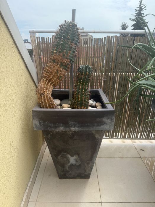 Цветя ЮКА, Кактус, Алое Вера, Финикова палма