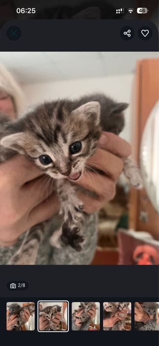 Срочно надо забрать котенка