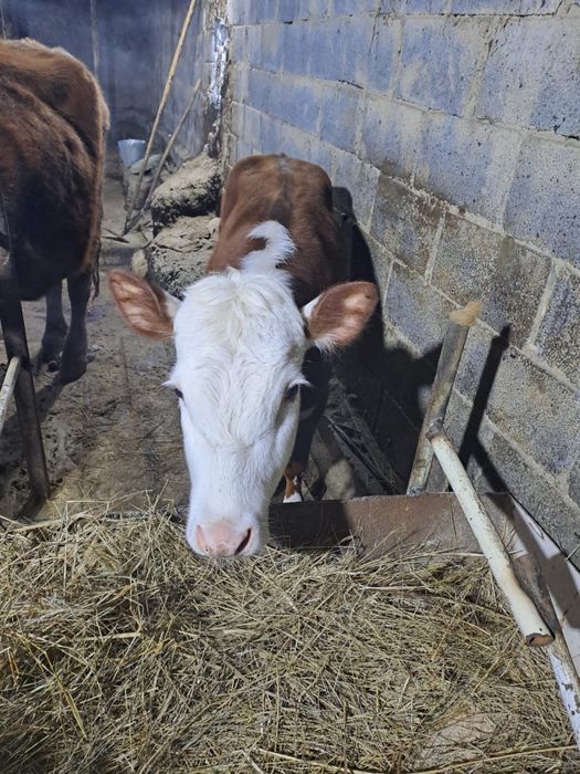 Теленок девочка 5.5 месяцев