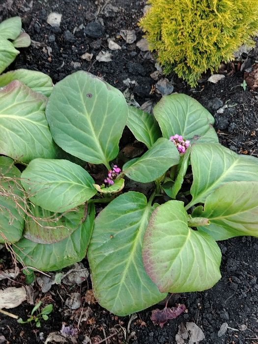 Продам Бадан 2 тыс