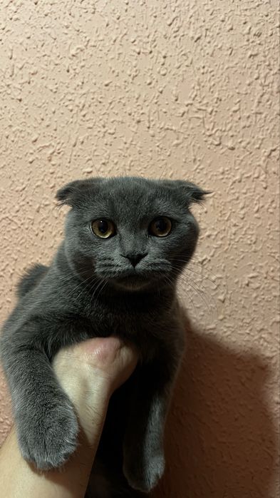 Шодландская вислоухая кошка (Scottish Fold)