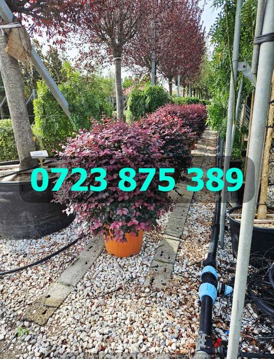 Arbori de Grădină Selecționați – Verificare Vizuală prin Video Real