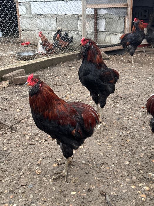 Vând cocoși araucana potârnichiu