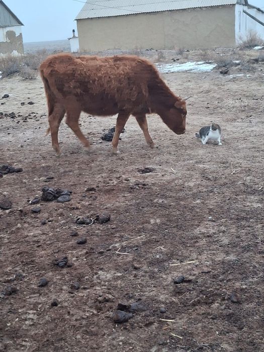 Буаздары бар бәрін алғанға сауда бар