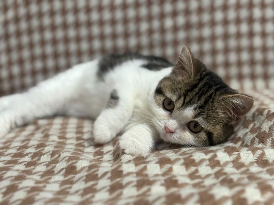 Британские котята