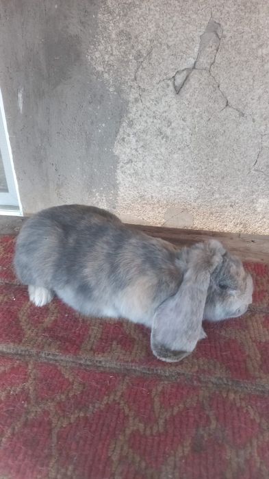 Кролик Французский баран