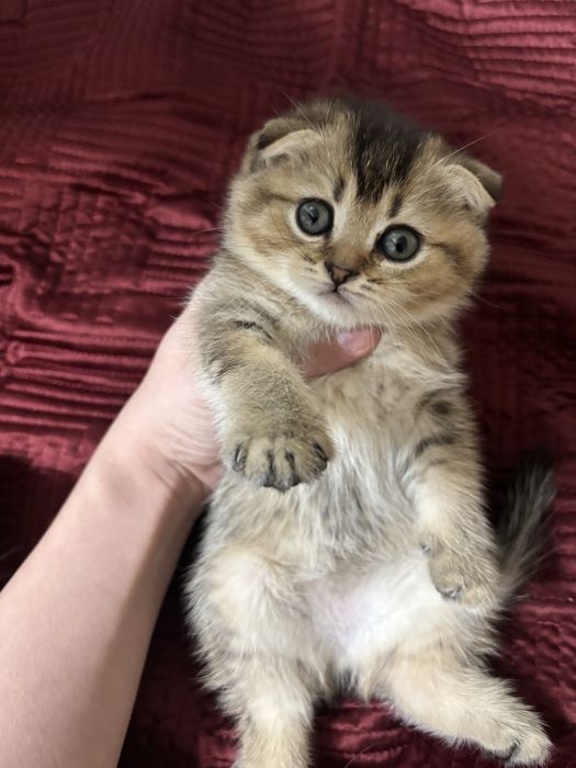 Продаются котята шиншила фолд